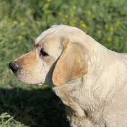 Ida - Labrador Retriever