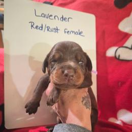 Lavender Collar - Red and rust female Doberman Pinscher puppy in Ault, Colorado from Stand Alone European Dobermans