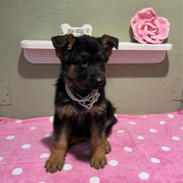 Roxie - Black and tan female German Shepherd puppy in Stanardsville, Virginia from Majestic K9 LLC