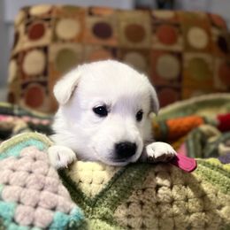 Bliss - White female German Shepherd puppy in Yuba City, California from Barton’s German Shepherds