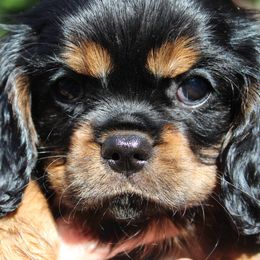 Cavalier King Charles Spaniel Puppies from Malikim Cavaliers