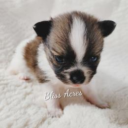 Tiny girl - Black and tan parti female Pomeranian puppy in Ponca City, Oklahoma from Bliss Acres Farm
