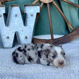 Cookie - Blue merle male Miniature Australian Shepherd puppy in Checotah, Oklahoma from Wild Outlaw Aussies