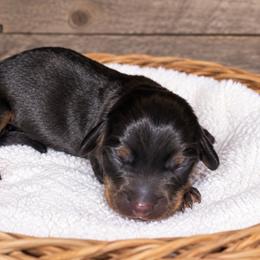 Sandy - Black and tan female Dachshund puppy in Warm Springs, Arkansas from Seven Hills Arkansas