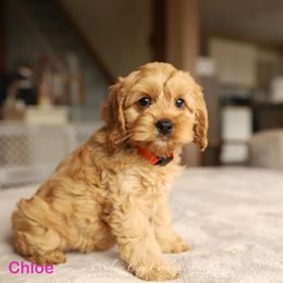 Chloe - Cream female Cockapoo puppy in Canastota, New York from Silver City Cockapoos