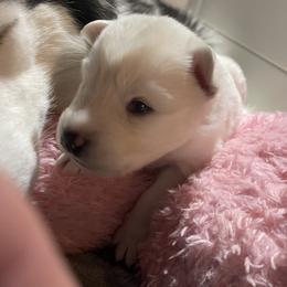 Baymax - White male Siberian Husky puppy in Diamond Lake, Washington from Husky Haven WA