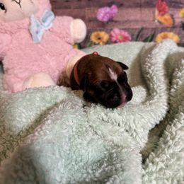GAMORA - Fawn Boxer puppy in Moore, South Carolina from Lafayette Bulldogs & Boxers