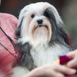 Lowchen All Grown Up from Potrero Lowchen