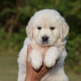 Golden Retrievers from Pinewood Acres Goldens