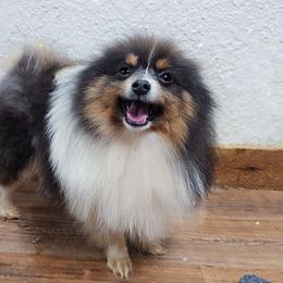 Blue Tri - Blue male Pomeranian puppy in Albany, Oregon from Purrs N Poms