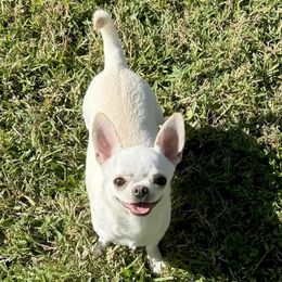 Rona - Chihuahua