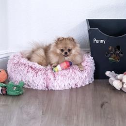 Penny - Orange sable female Pomeranian puppy in Las Vegas, Nevada from Velvet-Paws Pomeranians