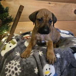 Rogue - Lt whtn blk nose male Rhodesian Ridgeback puppy in Gaffney, South Carolina from Circle D Farms
