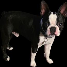 Skeeter - Boston Terrier