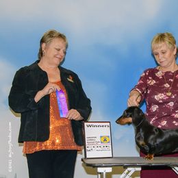 Dachshund All Grown Up from Woodshafen