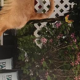 Australian Terriers from Take 5 Aussies