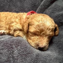 Tiny Tim, Red Collar - Parti male Goldendoodle puppy in Valley Center, Kansas from The Goldendoodle Gal