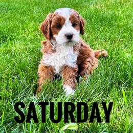 Saturday - Red  male Goldendoodle puppy in Bountiful, Utah from Red Brick Doodles