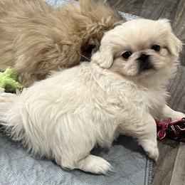 Full AKC - Banjo - Ready Now - Cream male Pekingese puppy in Pennsylvania from Triple I Pekes