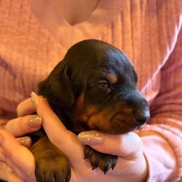 Black Male - Black and rust male Doberman Pinscher puppy in Centralia, Missouri from TopSpots Farm