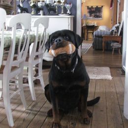 Rottweiler All Grown Up from Vom Wesburg Rottweilers