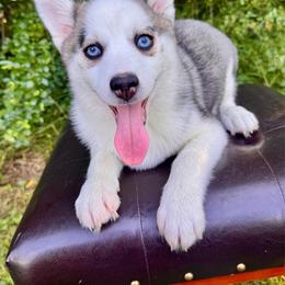 Danica - Gray and white female Pomsky puppy in Murfreesboro, Tennessee from Middle Tennessee Pomskies