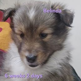 Belinda - Sable & white female Toy Shetland Sheepdog puppy in Houston, Texas from LaLa's Lilliputian Lassies
