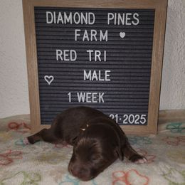 Pink - Red tri-color male Australian Shepherd puppy in Camp Verde, Arizona from Diamond Pines Farm