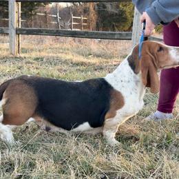 Daisy - Basset Hound