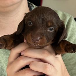 Chocolate and tan boy - Chocolate male Dachshund puppy in Lady Lake, Florida from Shotzie Doxie Co.