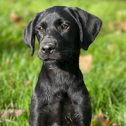 Labrador Retrievers from Outlaw Ridge Kennels