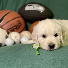 Light Green - Lucky - Light golden Golden Retriever puppy in Brewster, Washington from AB & Co. Goldens