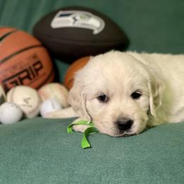 Light Green - Lucky - Light golden Golden Retriever puppy in Brewster, Washington from AB & Co. Goldens