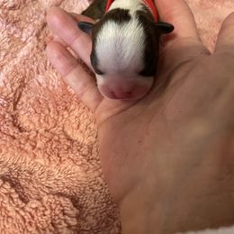 Denise - Black brindle and white female Boston Terrier puppy in Johnstown, Colorado from R&M Bostons