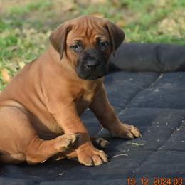 Mr. Red (Bruce) - Rhodesian Ridgeback puppy from Karamojo Ridgebacks, Quality over Quantity