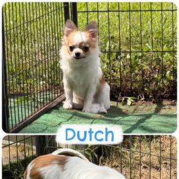 Dutch- HEALTH TESTED ALREADY - Sable spotted white male Chihuahua puppy in Williamsburg, Virginia from PAWSitive Cheeky Chihuahuas