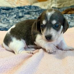 Girl 2 - Piebald female Dachshund puppy in Jacksonville, Florida from Little Lords & Ladies Dachshunds