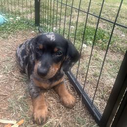 Dachshund Puppies from Dapper Doxies