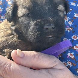Ali (Purple collar) - Wheaten female Soft Coated Wheaten Terrier puppy in Cody, Wyoming from Yellowstone Breeders