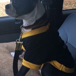 Boston Terrier All Grown Up from Melissa Holifield