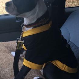 Boston Terrier All Grown Up from Melissa Holifield