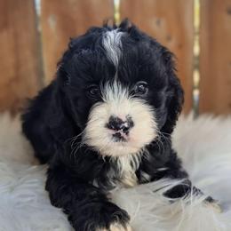 Girl 1 - Black and white female Cockapoo puppy in Salt Lake City, Utah from Utah Cocker Spaniels