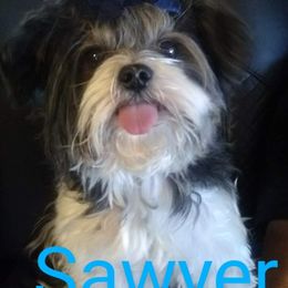 Biewer Terriers from My Forever Baby Yorkies