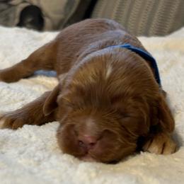 Boy 1 blue - Red male Cavapoo puppy in Orion, Illinois from Poppy Garden Doodles