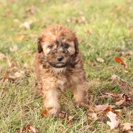 Reba - Red female Whoodle puppy in West Bend, Iowa from Blue Skies Terriers