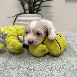 Dane - White male Havanese puppy in Semmes, Alabama from Hayden's Havanese
