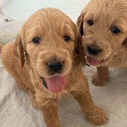 GUS - Red  male Goldendoodle puppy in Porter Ranch, California from Jasperdoodle.com