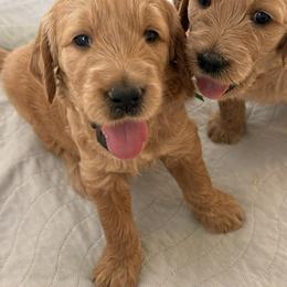 GUS - Red  male Goldendoodle puppy in Porter Ranch, California from Jasperdoodle.com