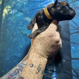 Vermax - Gold brindle male Dutch Shepherd puppy in Lawtey, Florida from Berserker Malinois Kennel