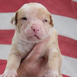 Boy 3 - male Alapaha Blue Blood Bulldog puppy in Grafton, Ohio from Eclipse Alapaha Kennels